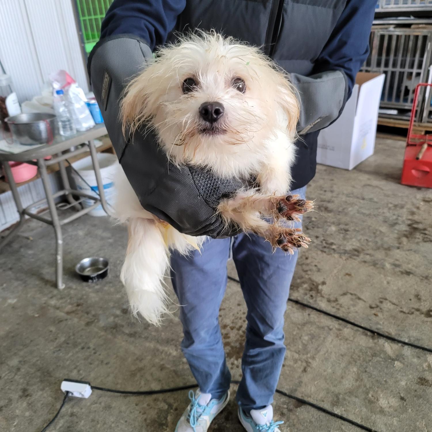 평택시유기동물보호소_441391202403368